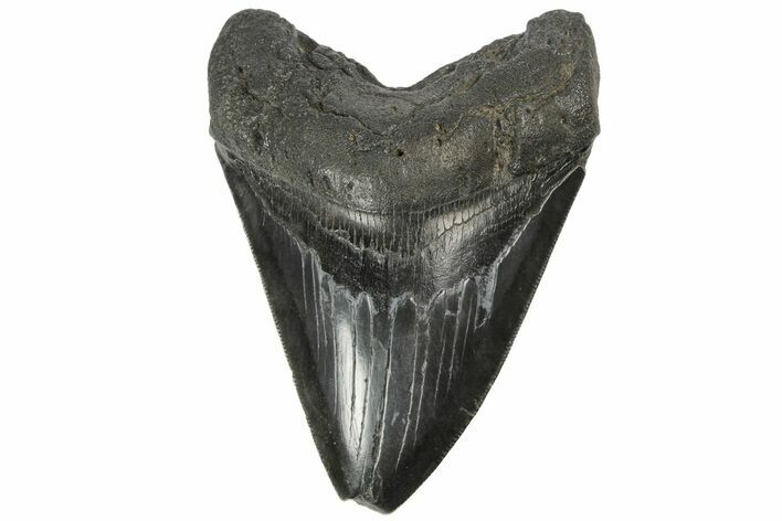Fossil Megalodon Tooth - South Carolina #168213